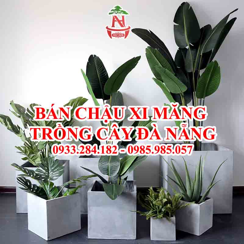 bán chậu xi măng trồng cây