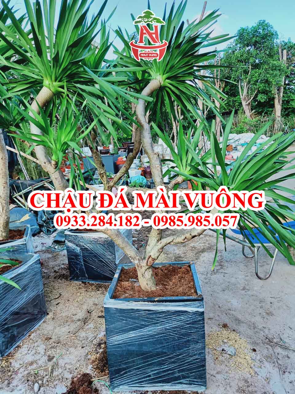 Chậu trồng cây cảnh đá mài vuông