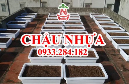 Chậu nhựa Đà Nẵng