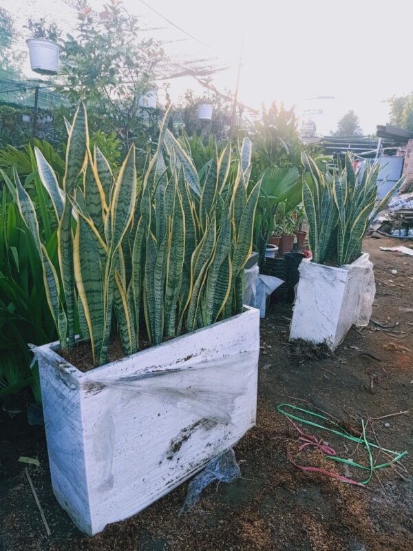 Chậu đá mài hình chữ nhật